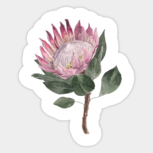 Pink Protea Flower Watercolour Painting Sticker